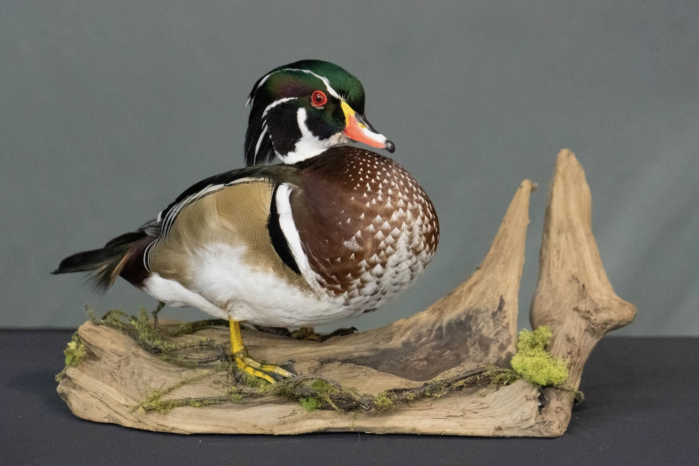 Duck from 2023 Pennsylvania taxidermy show