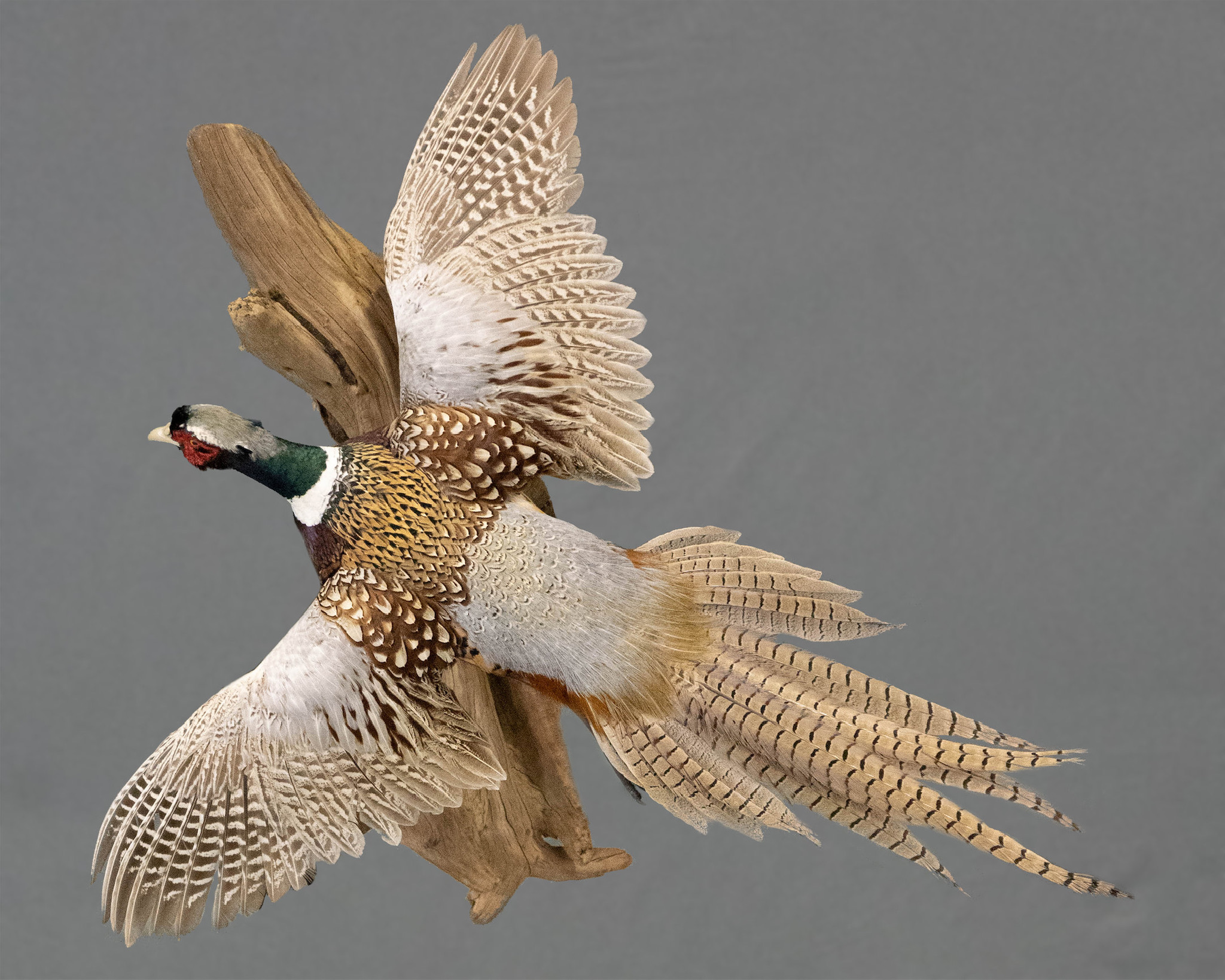 Pheasant from 2023 Pennsylvania taxidermy show
