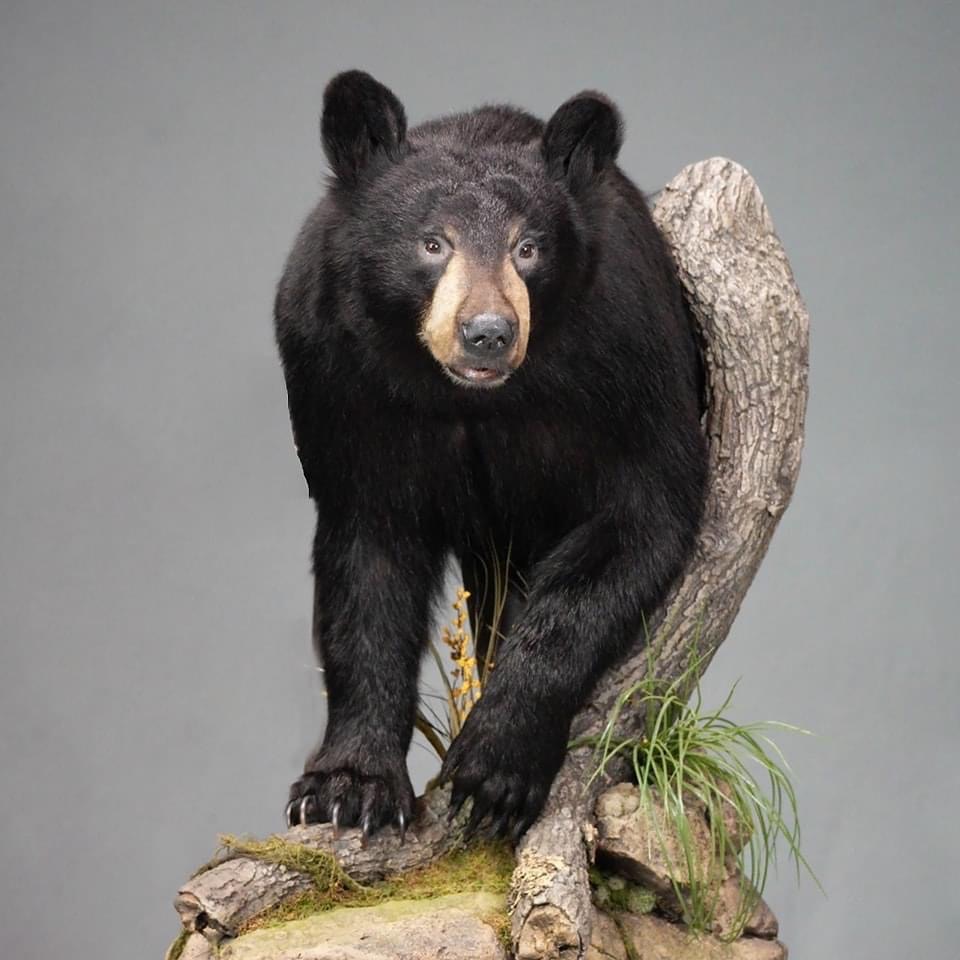 2024 Pennsylvania taxidermy show