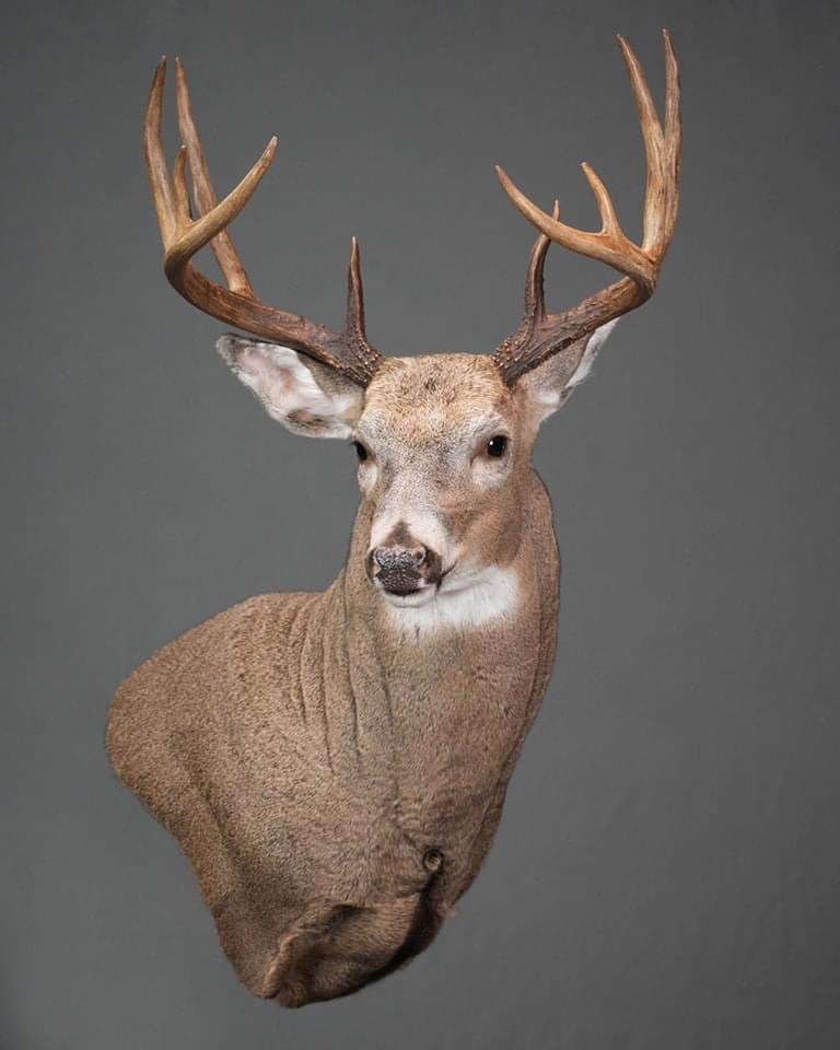 2024 Pennsylvania taxidermy show