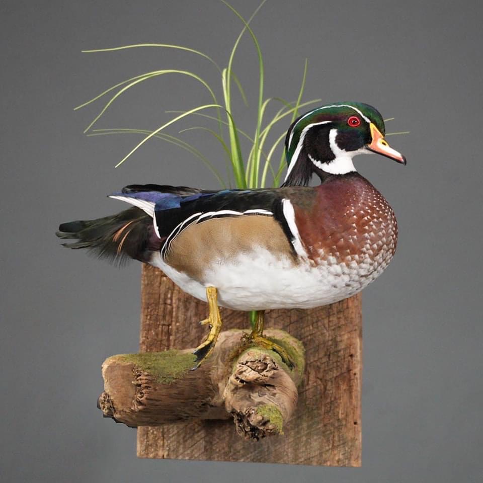 2024 Pennsylvania taxidermy show