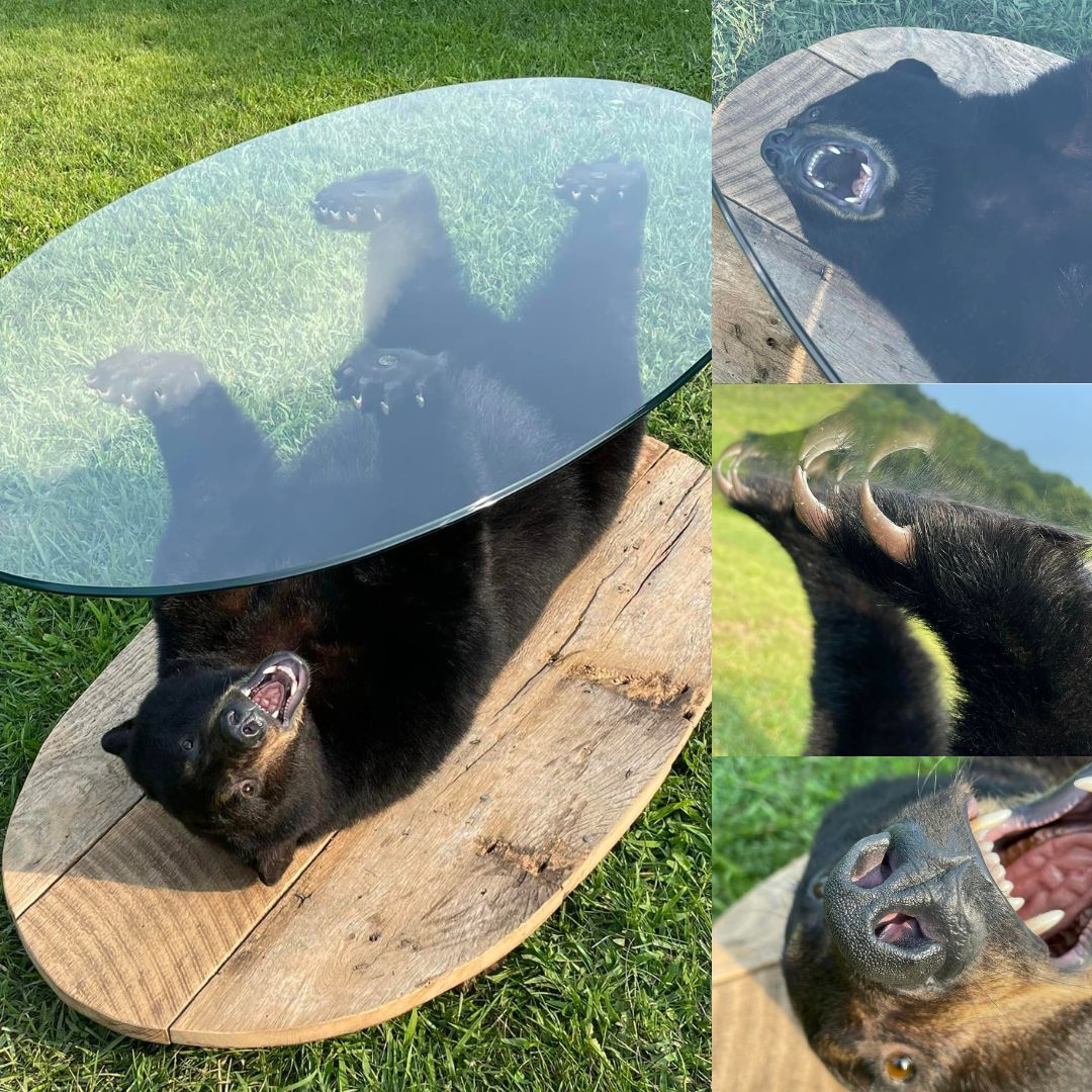 bear-table-4 Black bear mounted taxidermy positioned on his back holding glass for a coffee table
