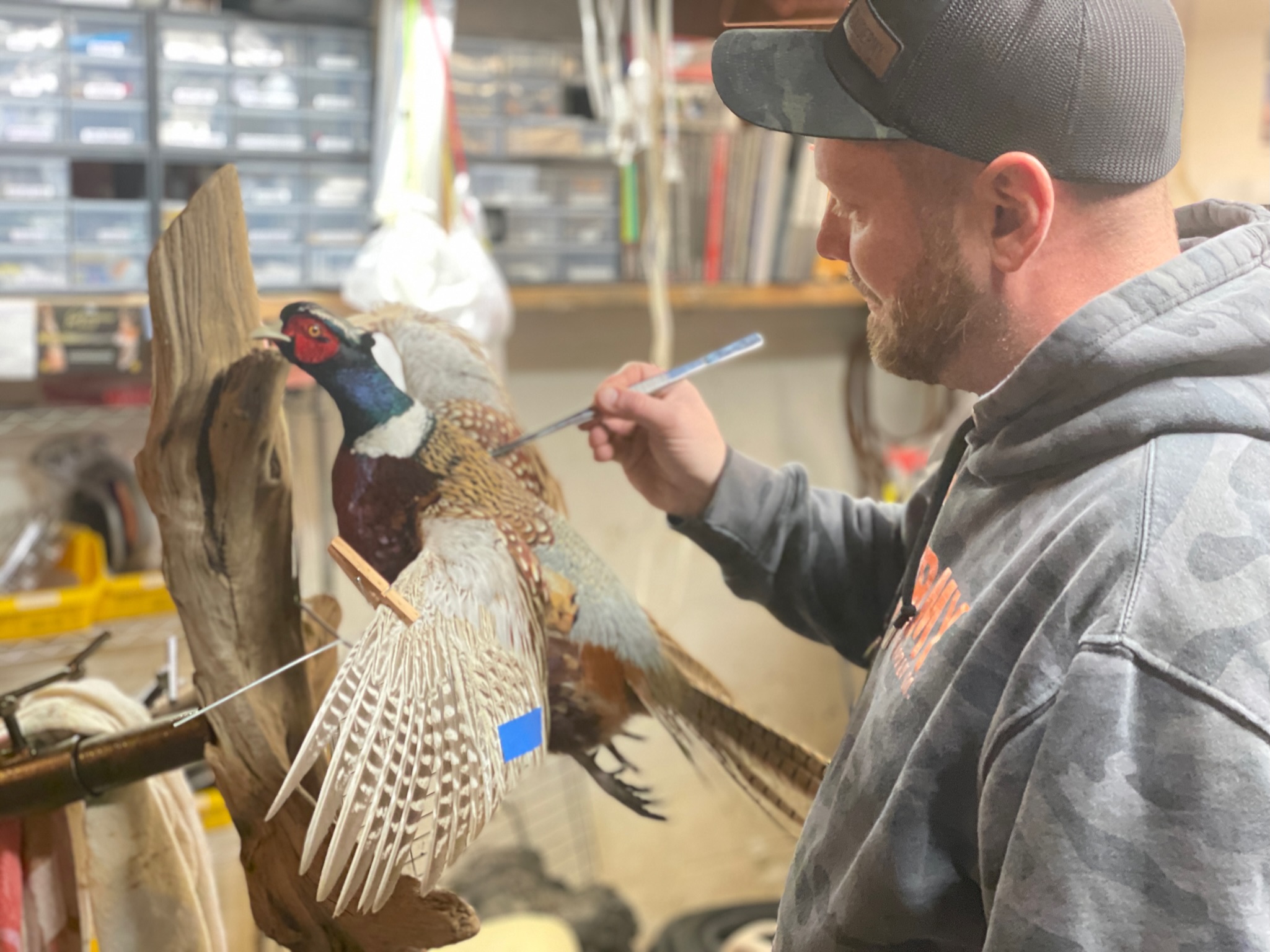 Derek Hayes taxidermist working on a Pheasant